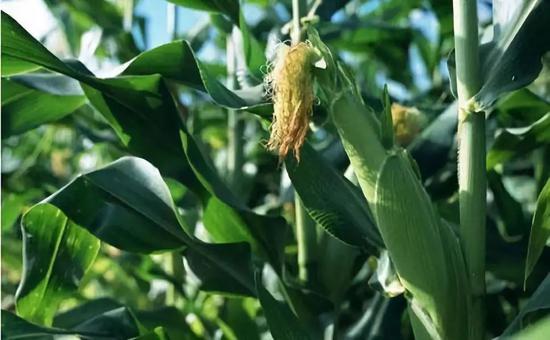 转基因玉米违规种植销售 深层原因到底是什么？