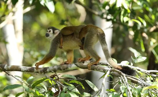 这是2013年在厄瓜多尔境内亚马孙雨林地区东北部拍摄的一只母猴背着小猴子在树丛中觅食。新华社记者郝云甫 摄