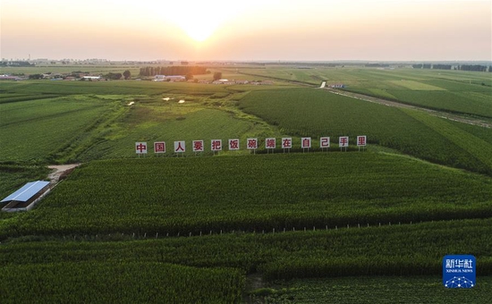 这是2020年7月23日拍摄的吉林省梨树县国家百万亩绿色食品原料（玉米）标准化生产基地核心示范区（无人机照片）。新华社记者 许畅 摄