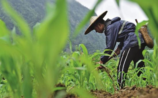 2019年5月20日，贵州省黔南布依族苗族自治州龙里县龙山镇莲花村村民在秧田里劳作。今年1月，草地贪夜蛾首次被发现入侵中国云南，后相继在西南、华南地区出现，同时快速向北迁飞扩散。图/IC