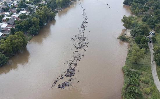另一波移民大军跨河进入墨西哥。（图源：美联社）
