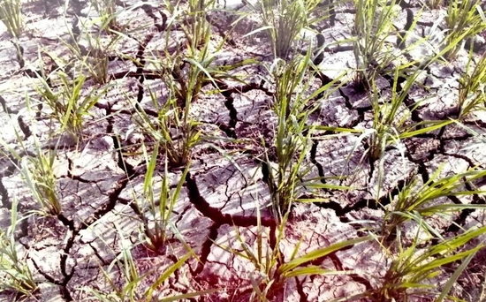 秋粮在我国粮食生产中占比在四分之三左右,国家统计局数据显示,2021年