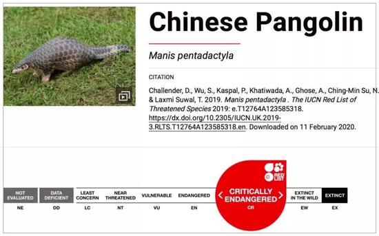 穿山甲是新冠病毒中间宿主？它比熊猫还珍贵