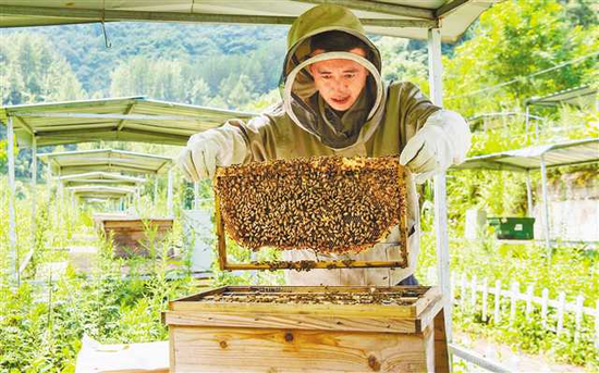 △石柱县中益乡，蜂农查看蜜蜂生长和产蜜情况。