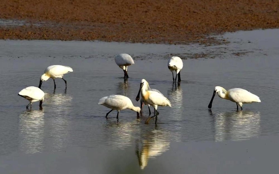 这是4月10日在河南黄河湿地国家级自然保护区孟津段拍摄的白琵鹭。新华社发（马朝红摄）