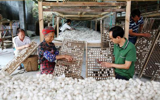 △2020年9月11日，重庆市黔江区杉岭乡林峰社区第一书记杜建（前右）和村民一起采摘蚕茧。