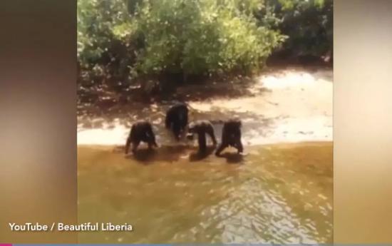 ▲猩猩们在河岸边 图自YouTube视频截图
