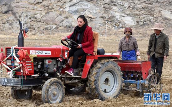 德吉央宗在农忙时节帮助农民开拖拉机播种（2015年4月24日摄）。新华社记者 觉果 摄
