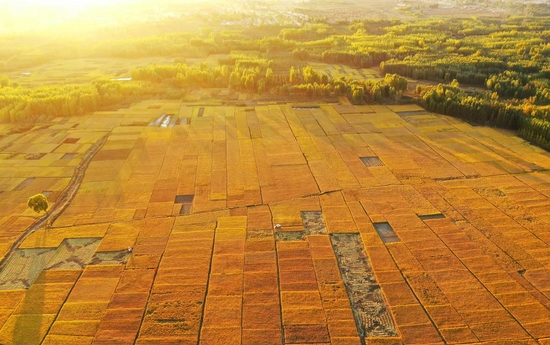 2020年10月18日在河北滦州市古城街道蒋庄村拍摄的稻田（无人机照片）。新华社记者 牟宇 摄