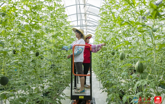 连樟村现代农业科技示范园采用立体栽培模式，年产草莓、小西瓜、黄瓜、樱桃、番茄等优质果蔬约30万斤。（摄影/吴明）