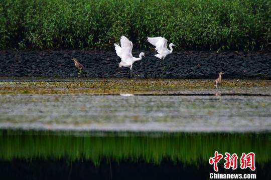 白鹭等水鸟在江西省新余市孔目江国家湿地公园自由觅食，成为一道生态美景。 （资料图）　赵春亮　摄