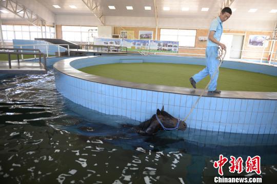 莱德马业练马师牵马在水池中游泳，增加马匹肺活量。　刘文华 摄