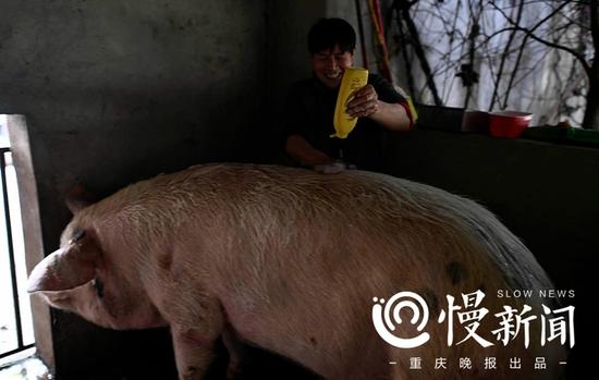 汶川地震十年猪坚强依然坚强:洗香波 吃细粮(图) 龚国成给猪坚强洗澡