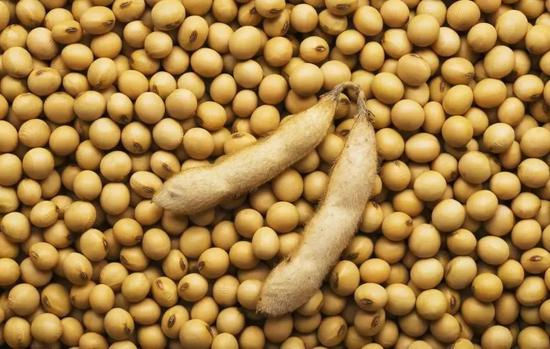 中国自主转基因大豆种子获阿根廷政府种植许可