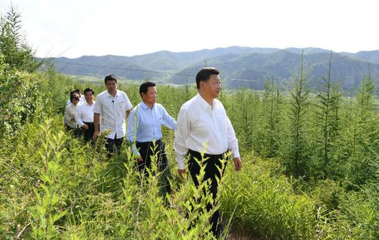  15日，习近平在赤峰市喀喇沁旗马鞍山林场林区，沿着崎岖的护林小道察看林木长势。