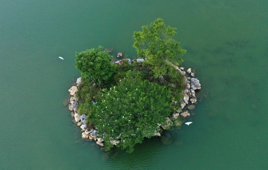 ▲ 2021年9月9日,鹭鸟在广西柳州市柳江区岜公塘湿地公园湖心岛栖息(无人机照片)。新华社发(黎寒池 摄)