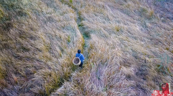 李子柒为啥能圈粉？央视主播海霞这么说
