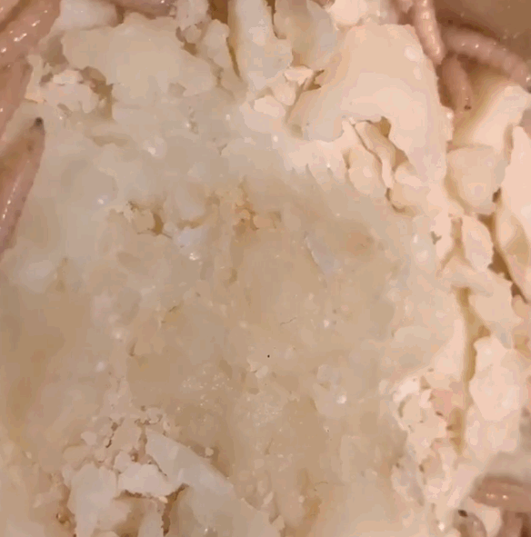 其他未公布图片的展品,包括爱尔兰鲨鱼腐肉,瑞典鲱鱼罐头,以色列蝗虫