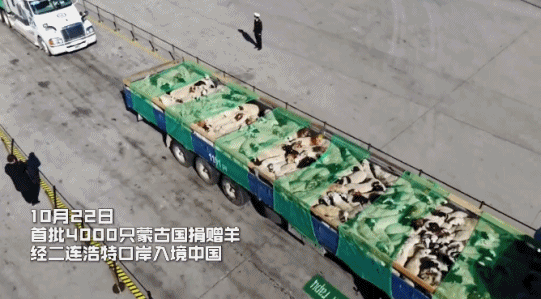△2020年10月22日，首批4000只蒙古国捐赠羊经二连浩特口岸入境中国。