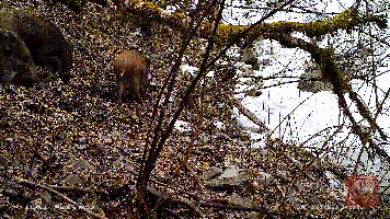  在金川县拍到的野猪。（刘洋供图）