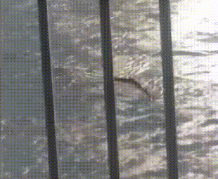 韩国民众拍下的所谓“水怪”