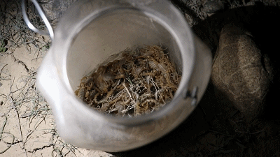 非法捕蝎42人被抓