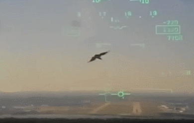 美国海军一架军用飞机与鸟相撞。（福克斯新闻视频截图）