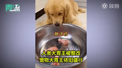 视频|吃辣椒、跳跳糖……宠物狗被强迫当大胃王惹怒网友