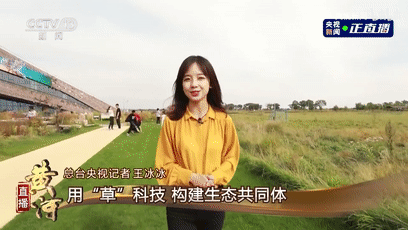  ·《总台记者王冰冰：“快乐小草”，再也不用担心会“秃”了》报道视频