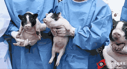 华裔教授在美实验室突遭关闭此前其工作邮箱被查