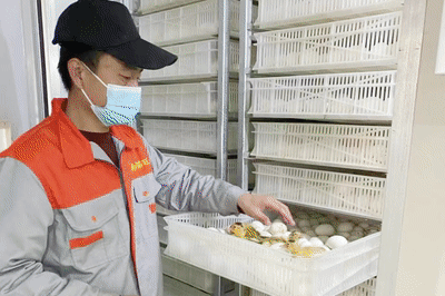  标准化孵化车间里，鸭苗孵化全过程（央广网记者 王一凡 制）