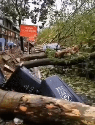 △浙江台州黄岩城区大量行道树被连根拔起。