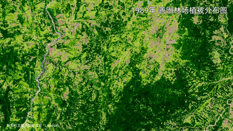 善洲林场植被分布动图。（数据来源：Landsat）