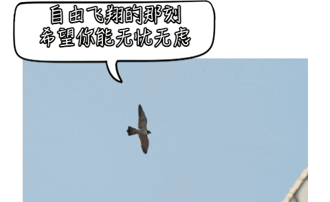 ▲图源:soogif