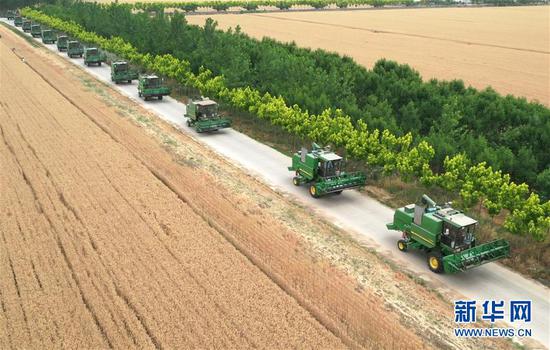 在河南省黄泛区农场九分场，农机队伍准备进入麦田作业（6月2日摄，无人机照片）。新华社记者 李嘉南 摄