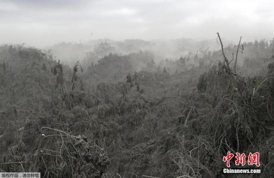 资料图：菲律宾南部八打雁省火山灰覆盖的丛林。