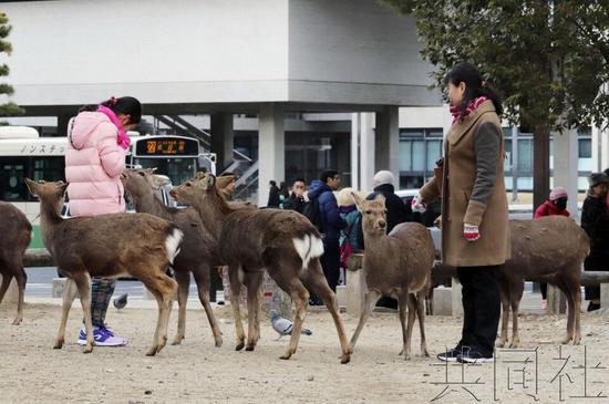 奈良公园附近栖息的鹿群，图片来自共同社