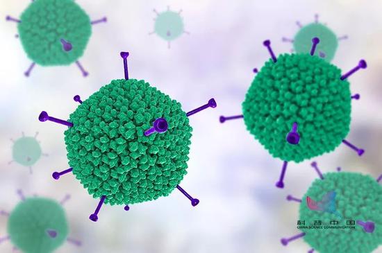 腺病毒的分子模型