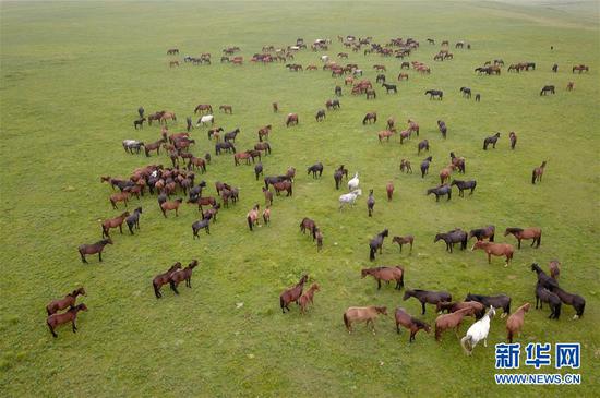 这是在中农发山丹马场有限责任公司一场拍摄的马群（8月21日无人机拍摄）。新华社记者 范培珅 摄