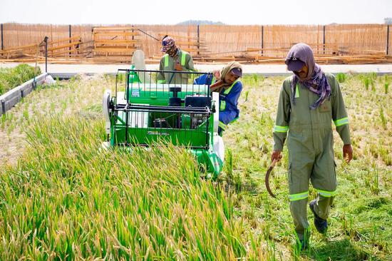 独家揭秘袁隆平团队如何在迪拜沙漠种出水稻