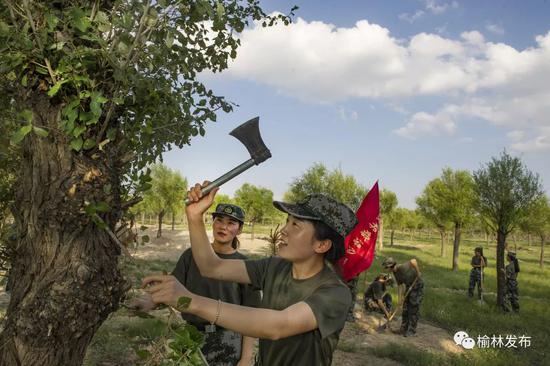 ▲榆林市榆阳区补浪河乡治沙女民兵连的队员们在修剪树枝（8月2日摄）。新华社发（刘继远 摄）
