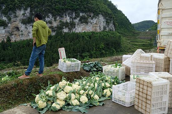 阳溪镇田间，合作社的车来到田间收菜。 澎湃新闻记者 周航 图