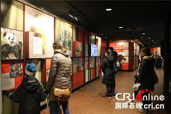 美国访客在熊猫馆内浏览装修后增添的展示墙。（摄影 刘坤）