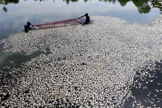 鱼群集体死亡（图源：美联社）