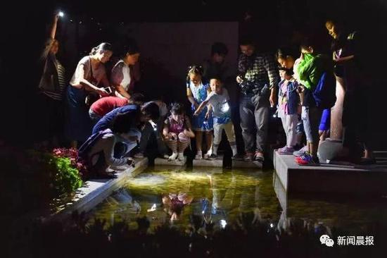 上海植物园的夜游活动,观察蛙类,也会看到萤火虫。
