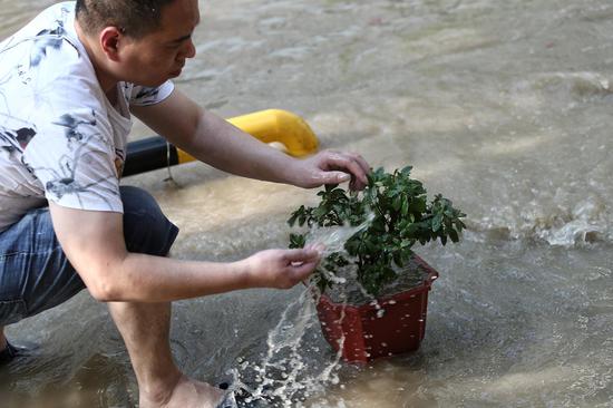 台风过后，一位临海市民正在用洪水清洗自家的盆栽。新京报记者 王嘉宁 摄