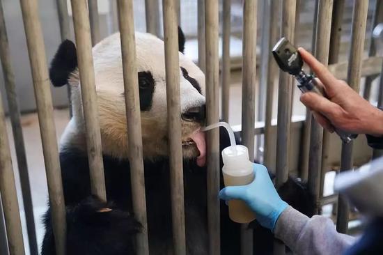 这个萌宝今回国 美国粉丝:你在华盛顿永远有个