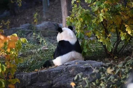 这个萌宝今回国 美国粉丝:你在华盛顿永远有个