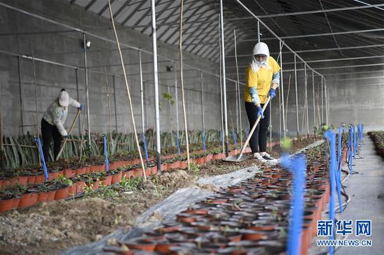 在宁夏固原市原州区彭堡镇冷凉蔬菜基地，农户在大棚里除草（2020年4月29日摄）。新华社记者 王鹏 摄