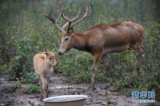 这是在湖南洞庭湖麋鹿和鸟类救护避难所拍摄的被救助的麋鹿“犇犇”（右）和一只小麋鹿（2018年5月23日摄）。新华社记者 李尕 摄